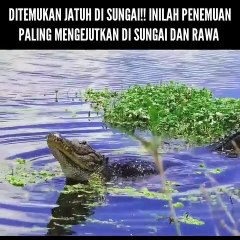 Inilah Penemuan Paling Mengejutkan Di Sungai Dan Rawa