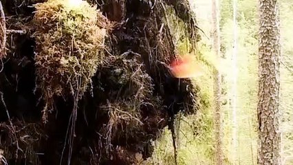 The Thrill Of A Kill Movie