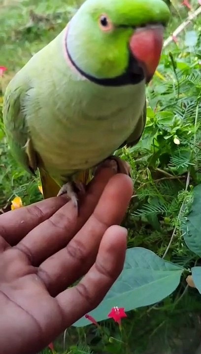 Talking Best Parrot
