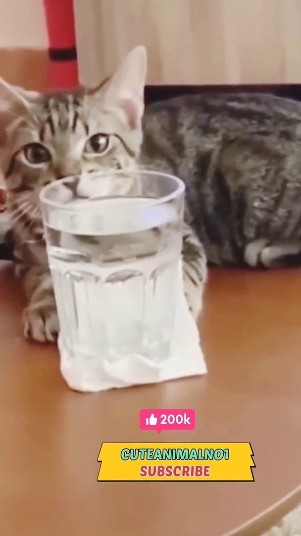 funny cat  cat video, cute cat video