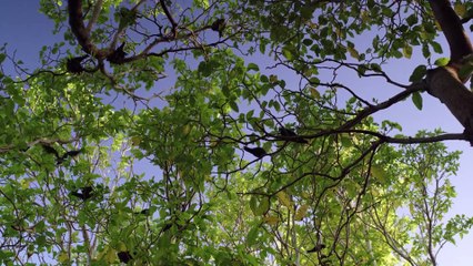 Great Barrier Reef - Visitors