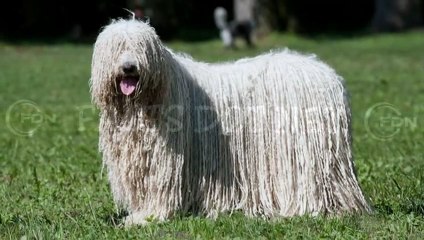 Did You Know? The Komondor || FACTS || TRIVIA
