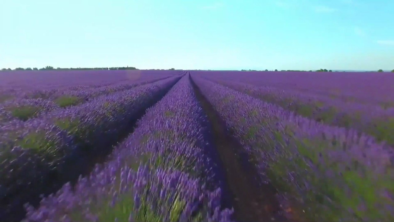 Bunga lavender asli