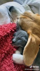 Animals Acting Cute for stress reliefed __ Cute Animals Compilation Part 1