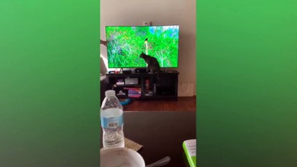 Very cute animal behavior | Try not to laugh