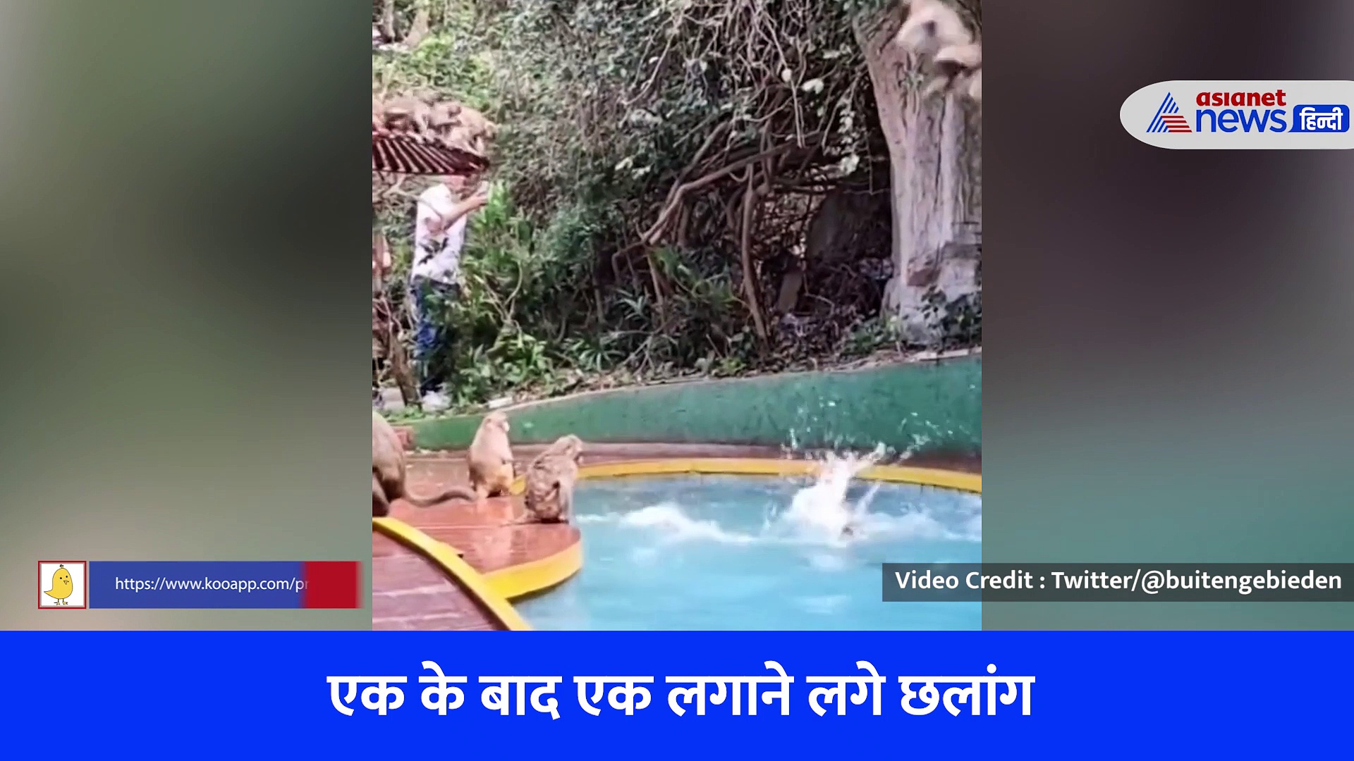 बच्चों के स्वीमिंग पूल में अचानक ये करने लगे बंदर, वीडियो देखकर आप भी कहेंगे 'Awww'