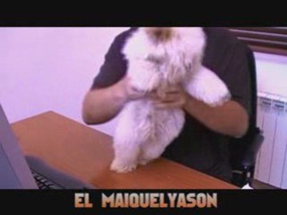 El perro que baila el Chiki Chiki