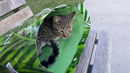 Stray Cat Climbs into Person's Bag