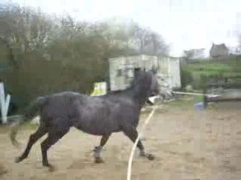Galop en longe
