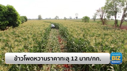 ข้าวโพดหวานราคาทะลุ 12 บาท/กิโลกรัม!!