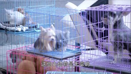 Đóa Hoa Lưỡng Sinh - Tập 13