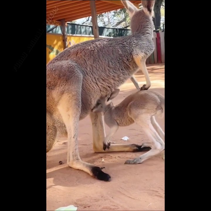 Funny Animal videos That Will Make You Laugh _1080p