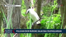 Puluhan Ekor Burung Jalak Bali Dilepasliarkan