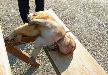 ADANA'DA PİKNİK ALANINDA MAYMUN BULDULAR