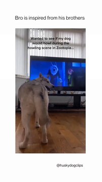 Husky is watchin T.v and howls