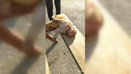 Vatandaşların bulduğu maymun korumaya alındı