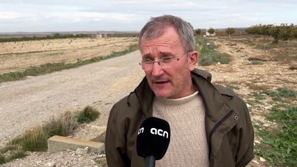 La plaga de conills de l'Urgell fa que alguns pagesos desisteixin de sembrar la collita