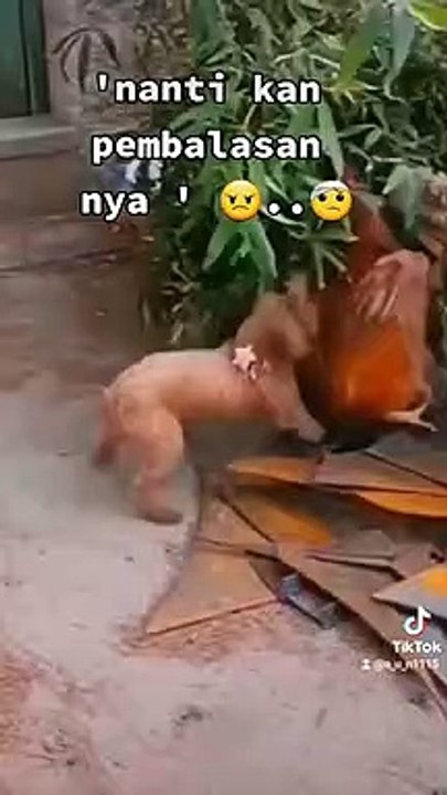 Chicken vs mini dog
