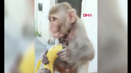 Maymunu parkta banka bağlayıp terk ettiler