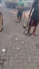 Python Snake Enters Village !!