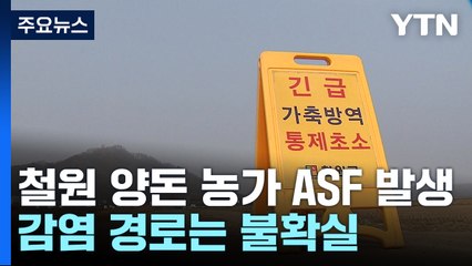 강원 최대 양돈 밀집 지역 철원...농가 ASF 첫 발생 / YTN