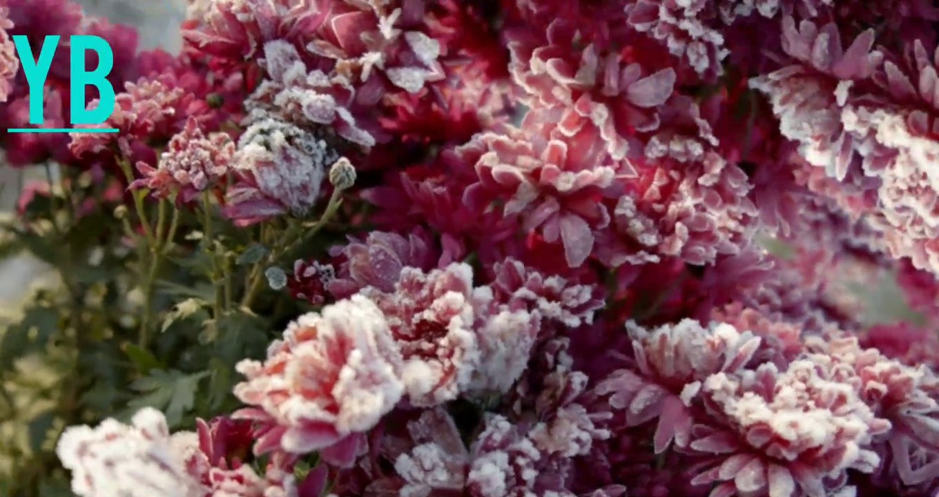 Beautiful flowers