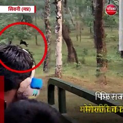 MP में फिर दिखा बघीराः