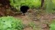 Video: कुत्ते ने बचाई जंगली भालू से मालिक की जान, सोशल मीडिया में वीडियो हो रहा वायरल