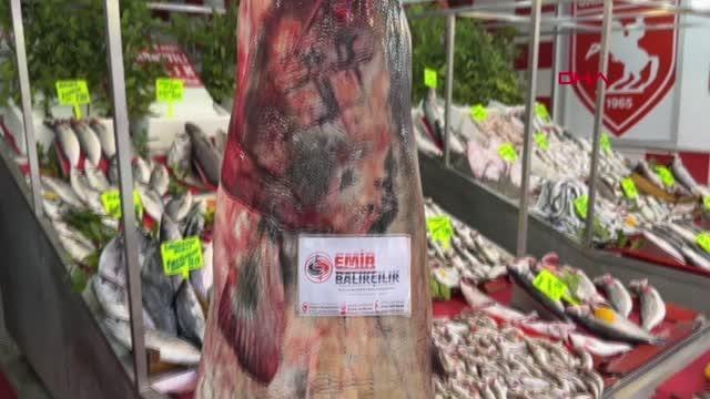 2.55 METRE BOYUNDA, 98 KİLOLUK YAYIN BALIĞI TEZGAHTA