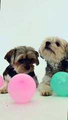 2 anak anjing dan balon