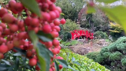 Le jardin japonais aux Couleurs du Brésil
