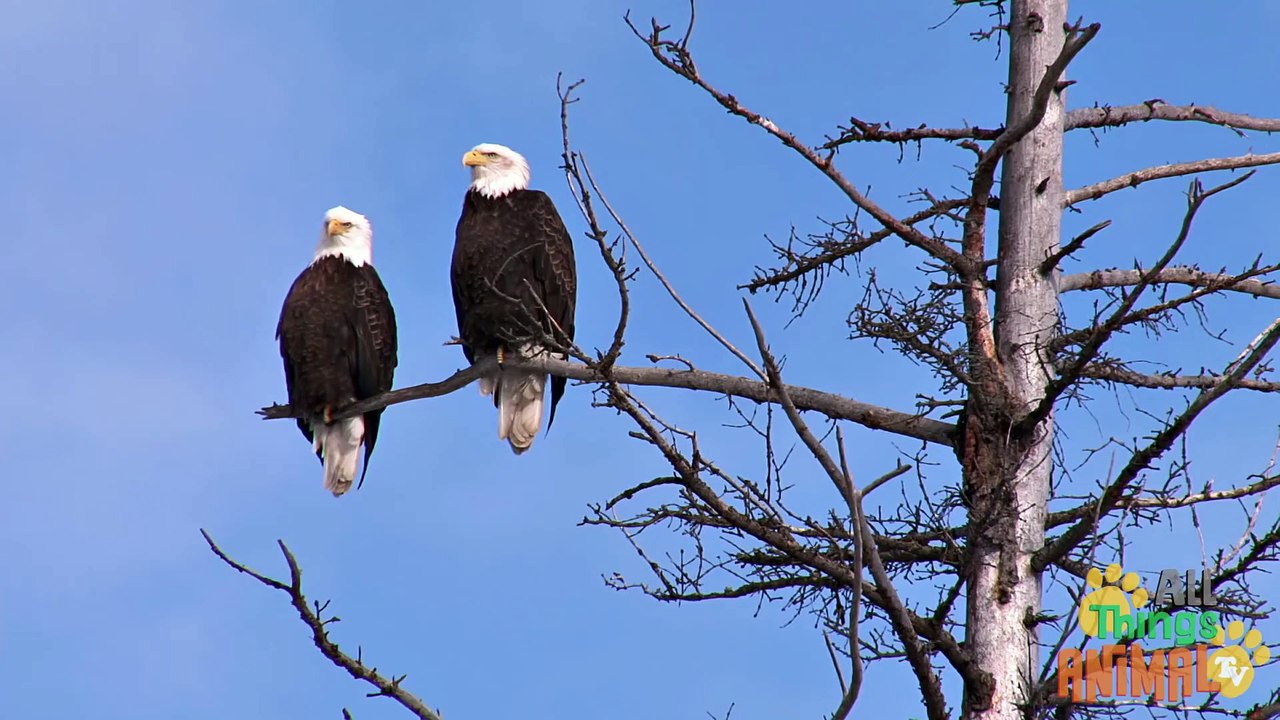 _ BALD EAGLE _ _ Animals For Kids _ All Things Animal TV_Full-HD