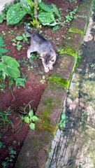 Kelucuan se ekor kucing yang mungil