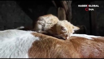 Yavru kedi uyumak için ineklerin sırtını tercih ediyor