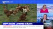 Face à la grippe aviaire, faut-il craindre des pénuries de dinde et de fois gras ? BFMTV répond à vos questions