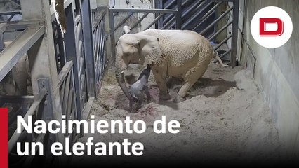 Así fue el nacimiento de un elefante africano en Valencia