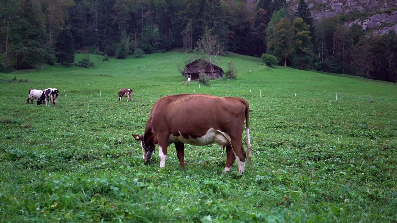 Cow