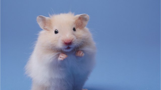 Quelle est la différence entre un hamster et un cochon d’Inde ?