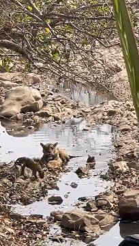 नूर प्रदेश की एकमात्र बाघिन जो 15 साल में बनी मां