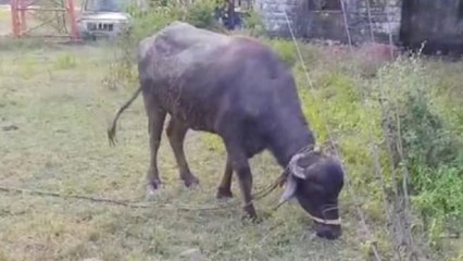 Rewa news : भैंस को मिली सजा, चार दिन तक थाने में लॉकअप के बाहर बंधी रही,जानिए क्या था जुर्म