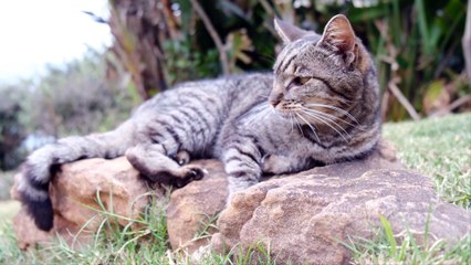 Cat Enjoying Sunbathing