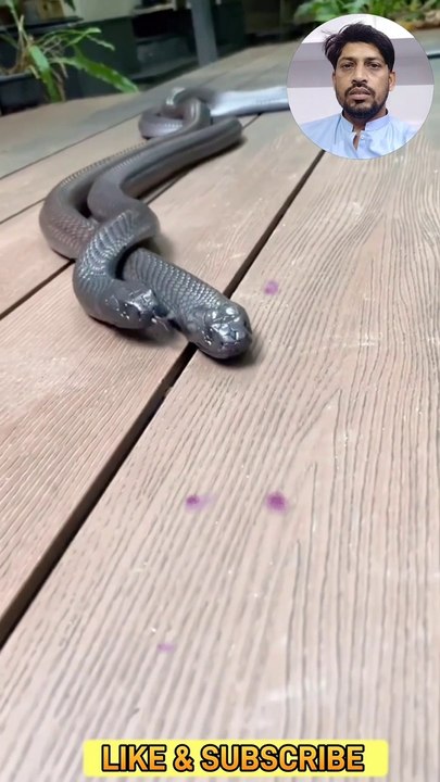 SNAKE VIDEO PART 02 II SNAKE VIDEO II SNAKE SHORTS VIDEO II SNAKE LOVERS