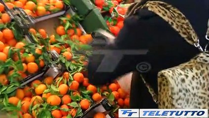 Video News - COMMERCIO, SONICO IN TESTA