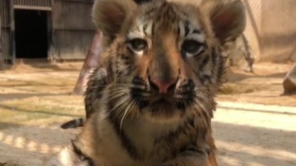 [서울] 서울대공원, 시베리아 새끼호랑이 '삼둥이' 첫 공개 / YTN