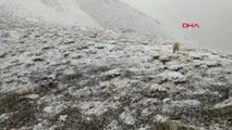Yüksekova'nın yüksek kesimlerine kar yağdı