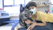 Glamor Photography Helps Taiwan's Stray Dogs Find a Home - TaiwanPlus News