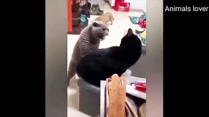 Cats talking ! these cats can speak english better than hooman