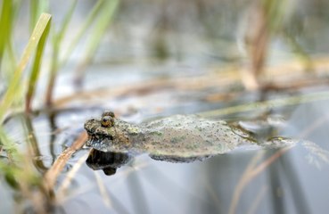 Americans told not to lick toads!