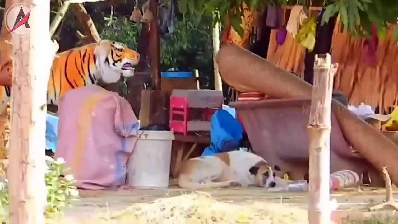 Look at this dog's reaction when he is surprised by a tiger and lion doll
