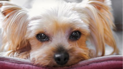 Animals lovers are in tears as this dog gets completely ignored at an adoption event (VIDEO)
